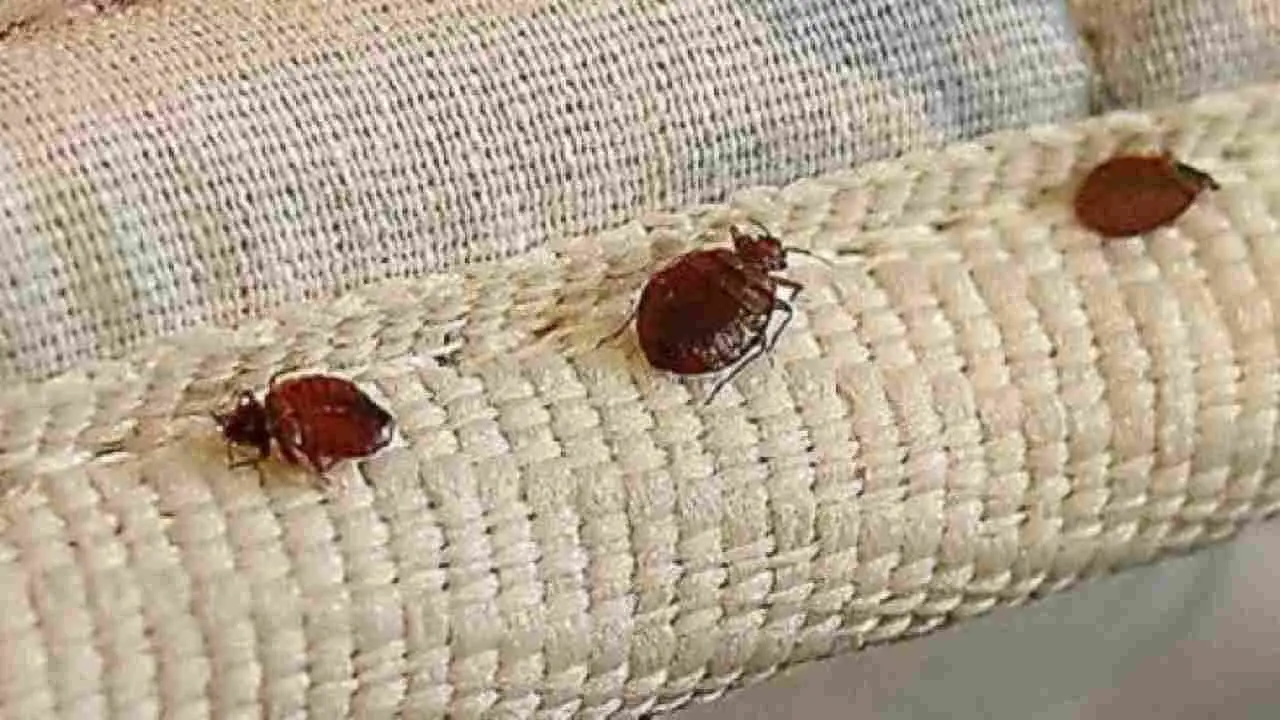 Allarme blatte nel letto? Ecco perché succede e come evitarlo subito