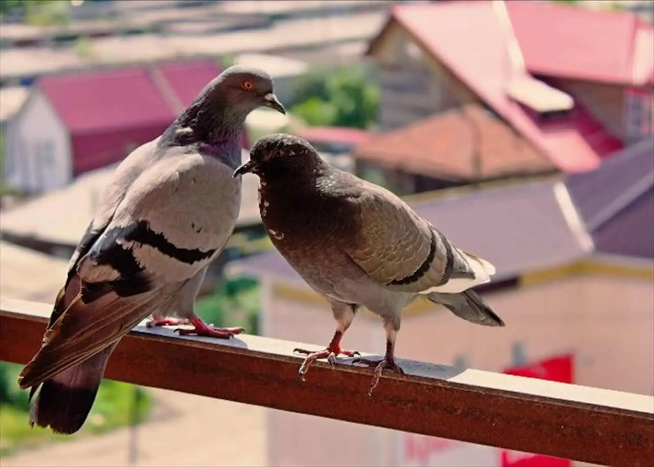 Come allontanare gli uccelli dal balcone: ecco il trucco della casalinga