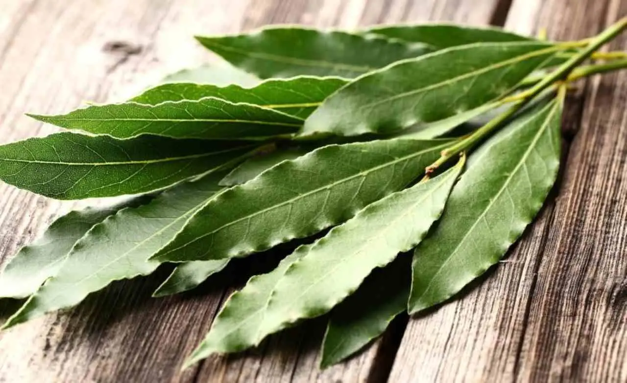 Brucia una foglia di alloro in casa la sera: scopri cosa accade secondo un’antica usanza