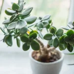 Vuoi fortuna in casa? Ecco dove mettere la pianta di giada secondo gli esperti