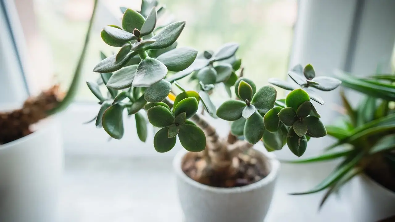 Vuoi fortuna in casa? Ecco dove mettere la pianta di giada secondo gli esperti